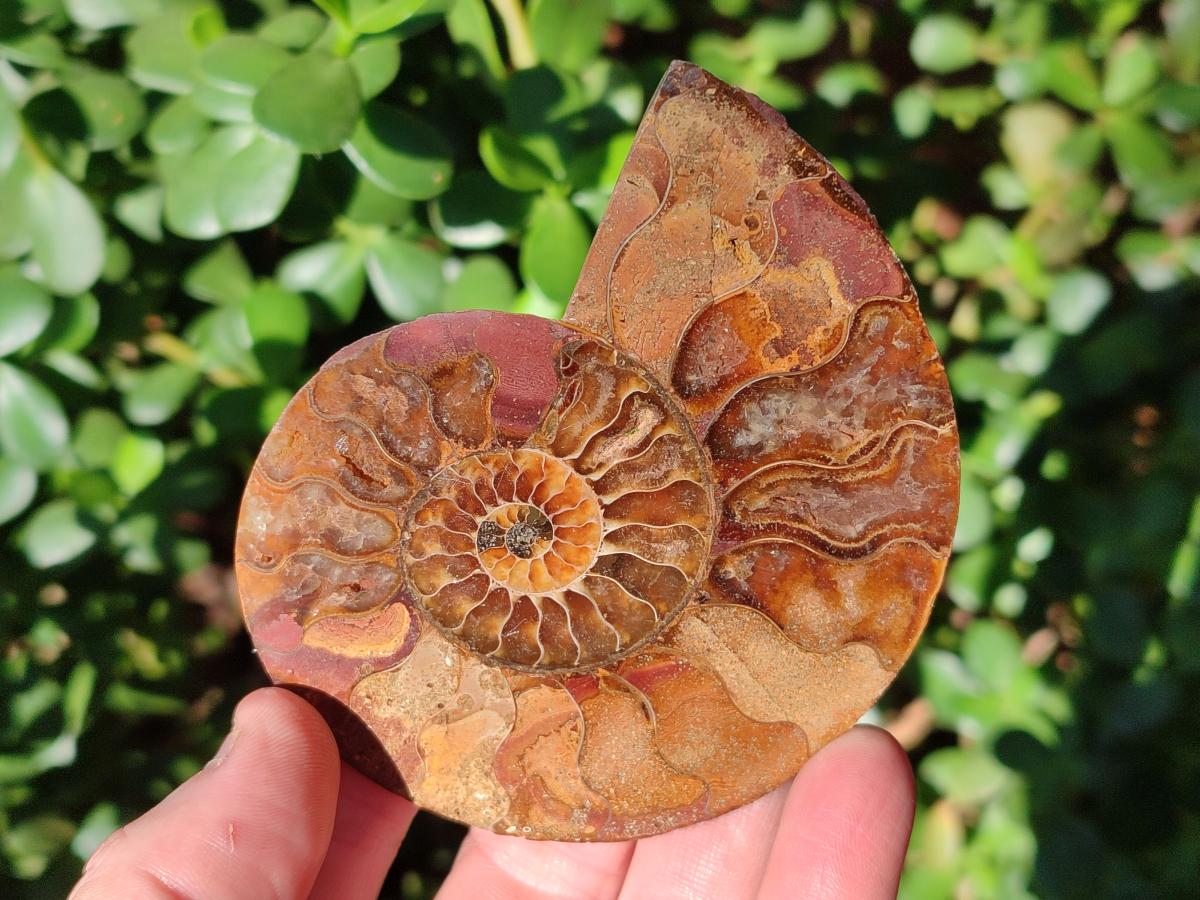 Polished Red Ammolite Cleoniceras Opalized Ammonite Fossils x 6 From Tulear, Madagascar - Toprock Gemstones and Minerals 