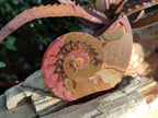 Polished Red Ammolite Cleoniceras Opalized Ammonite Fossils x 6 From Tulear, Madagascar - Toprock Gemstones and Minerals 