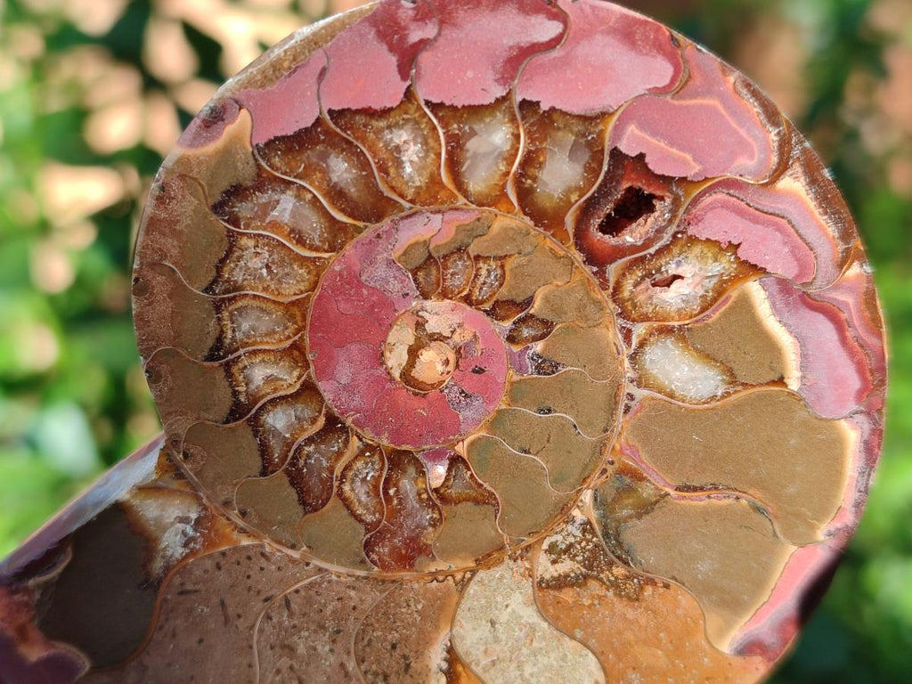 Polished Red Ammolite Cleoniceras Opalized Ammonite Fossils x 6 From Tulear, Madagascar - Toprock Gemstones and Minerals 
