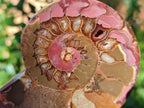 Polished Red Ammolite Cleoniceras Opalized Ammonite Fossils x 6 From Tulear, Madagascar - Toprock Gemstones and Minerals 