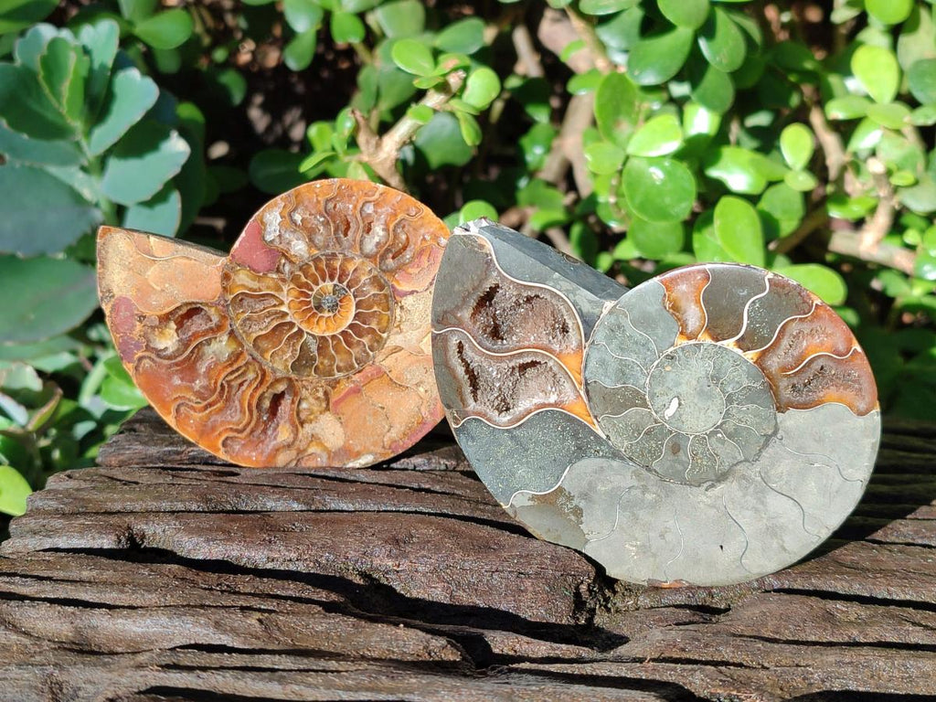 Polished Red Ammolite Cleoniceras Opalized Ammonite Fossils x 6 From Tulear, Madagascar - Toprock Gemstones and Minerals 
