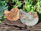 Polished Red Ammolite Cleoniceras Opalized Ammonite Fossils x 6 From Tulear, Madagascar - Toprock Gemstones and Minerals 
