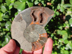 Polished Red Ammolite Cleoniceras Opalized Ammonite Fossils x 6 From Tulear, Madagascar - Toprock Gemstones and Minerals 