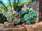 Natural Rare Bladed Barite Specimens with Malachite x 3 From Shangulowé Mine, Congo