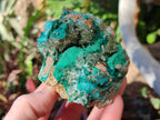 Natural Rare Bladed Barite Specimens with Malachite x 3 From Shangulowé Mine, Congo