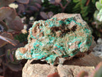 Natural Rare Bladed Barite Specimens with Malachite x 3 From Shangulowé Mine, Congo