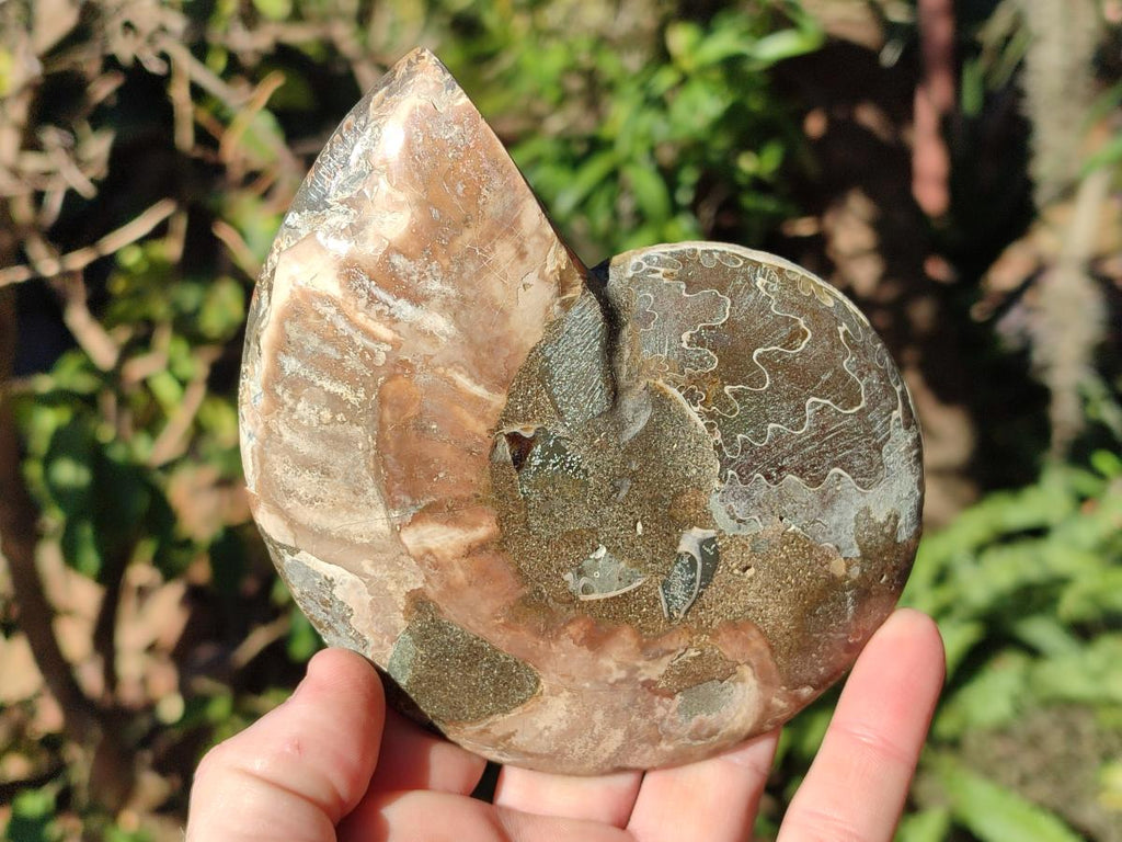 Polished Cleoniceras Ammonite Fossil Pairs x 3 pairs From Tulear, Madagascar