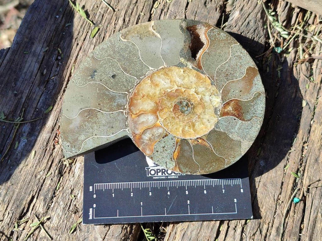 Polished Cleoniceras Ammonite Fossil Pairs x 3 pairs From Tulear, Madagascar