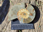 Polished Cleoniceras Ammonite Fossil Pairs x 3 pairs From Tulear, Madagascar
