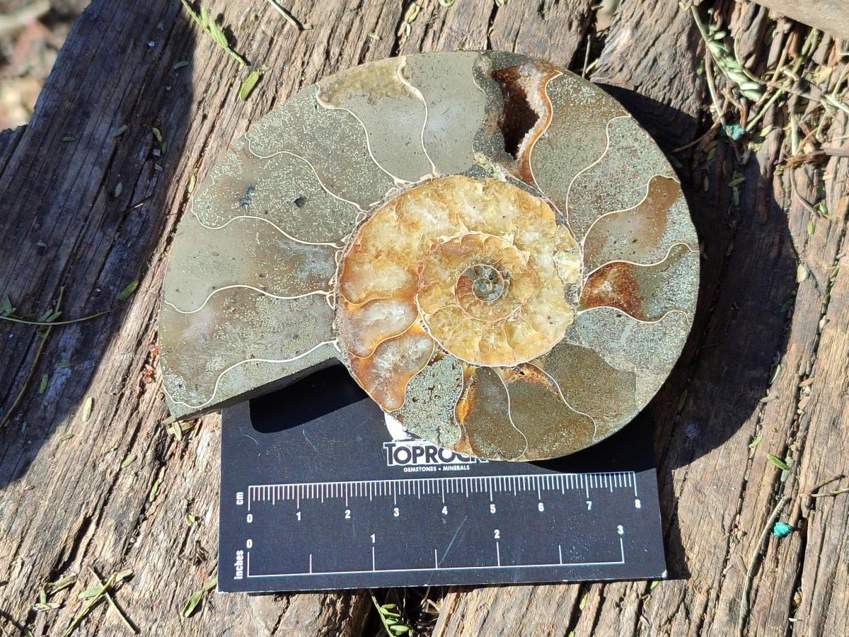 Polished Cleoniceras Ammonite Fossil Pairs x 3 pairs From Tulear, Madagascar