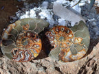 Polished Cleoniceras Ammonite Fossil Pairs x 3 pairs From Tulear, Madagascar
