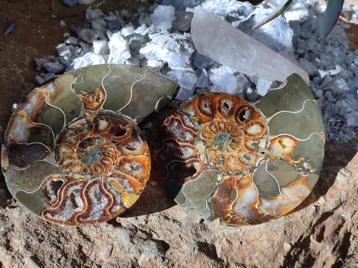 Polished Cleoniceras Ammonite Fossil Pairs x 3 pairs From Tulear, Madagascar