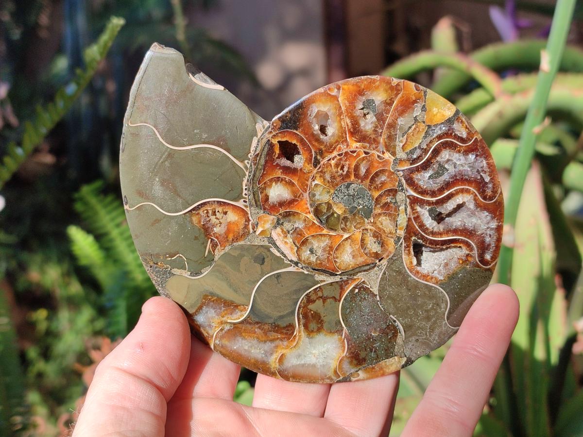 Polished Cleoniceras Ammonite Fossil Pairs x 3 pairs From Tulear, Madagascar