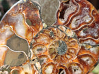 Polished Cleoniceras Ammonite Fossil Pairs x 3 pairs From Tulear, Madagascar