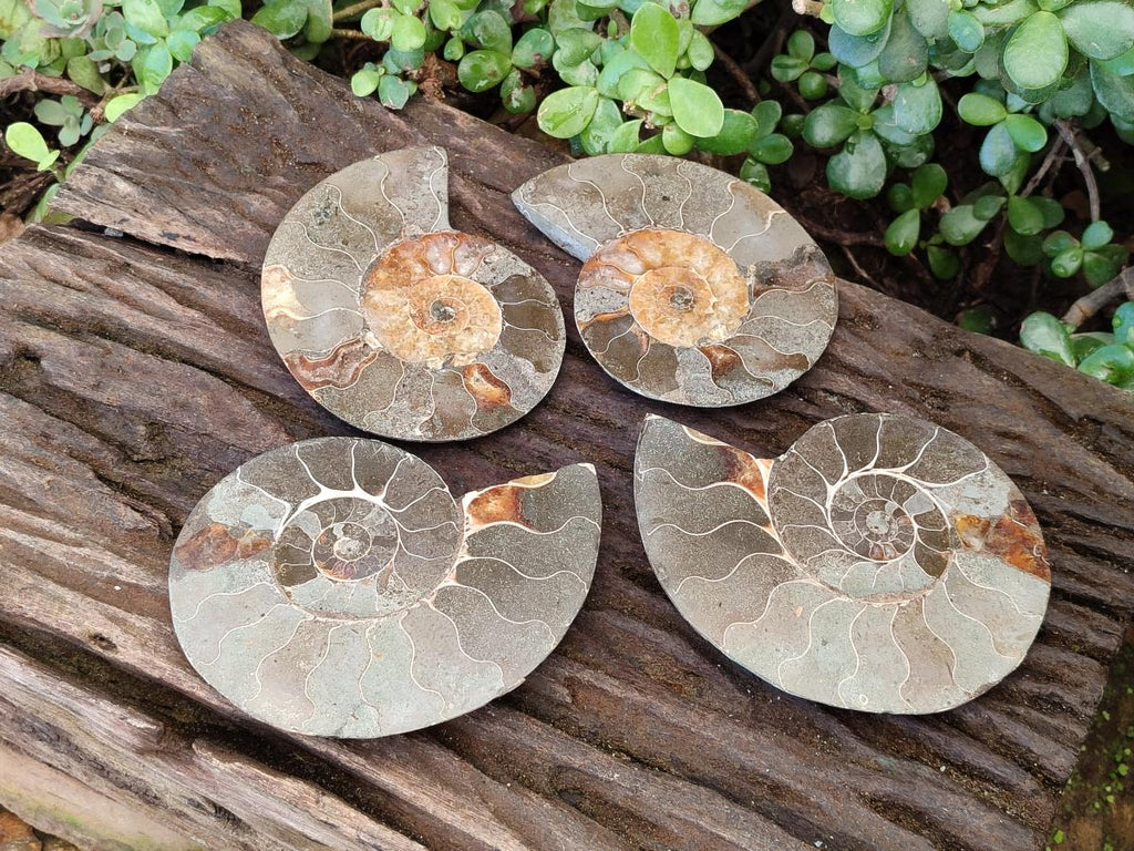 Polished Cleoniceras Ammonite Fossil Pairs x 3 pairs From Tulear, Madagascar