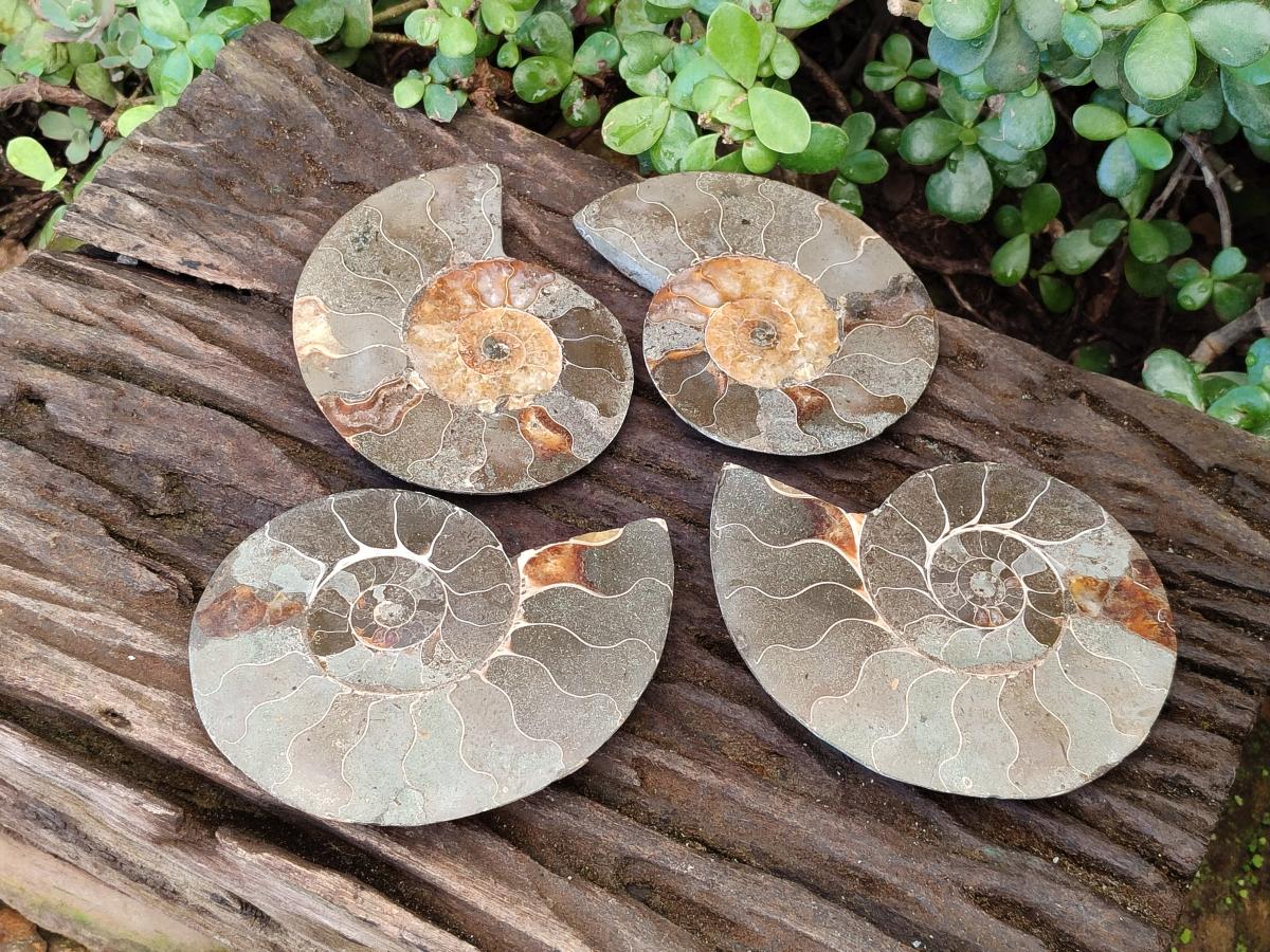 Polished Cleoniceras Ammonite Fossil Pairs x 3 pairs From Tulear, Madagascar