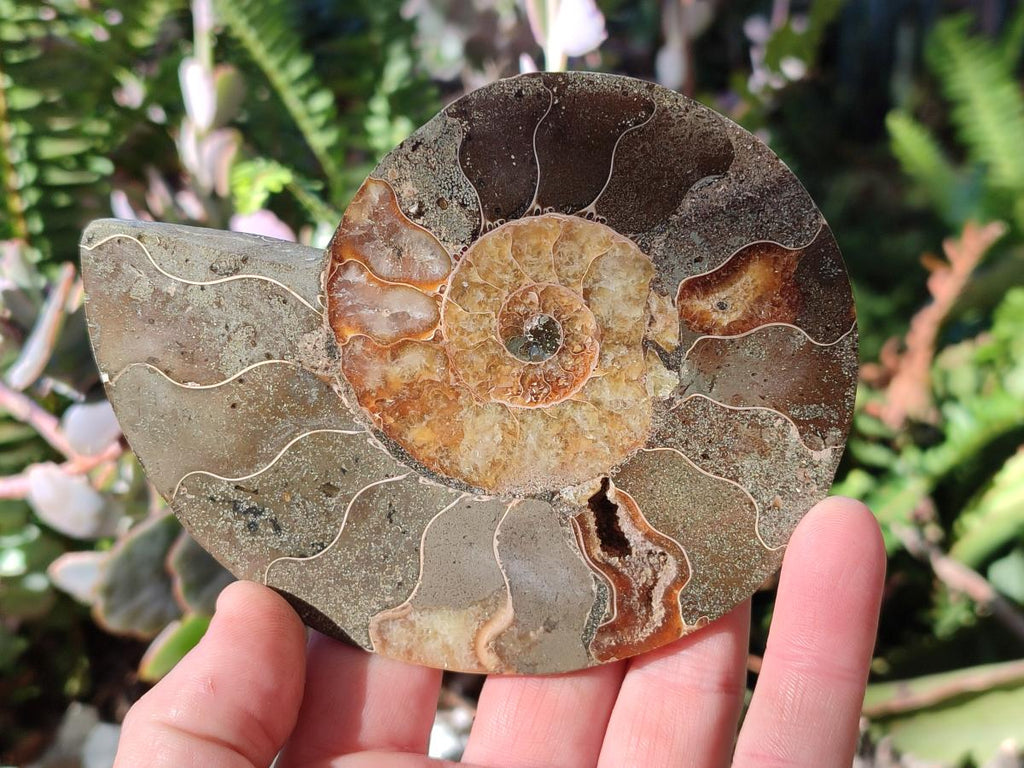 Polished Cleoniceras Ammonite Fossil Pairs x 3 pairs From Tulear, Madagascar