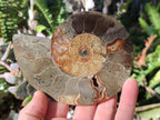 Polished Cleoniceras Ammonite Fossil Pairs x 3 pairs From Tulear, Madagascar