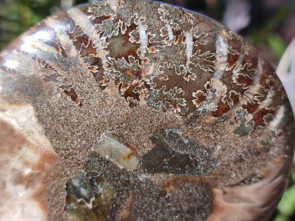 Polished Cleoniceras Ammonite Fossil Pairs x 3 pairs From Tulear, Madagascar