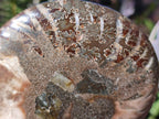 Polished Cleoniceras Ammonite Fossil Pairs x 3 pairs From Tulear, Madagascar