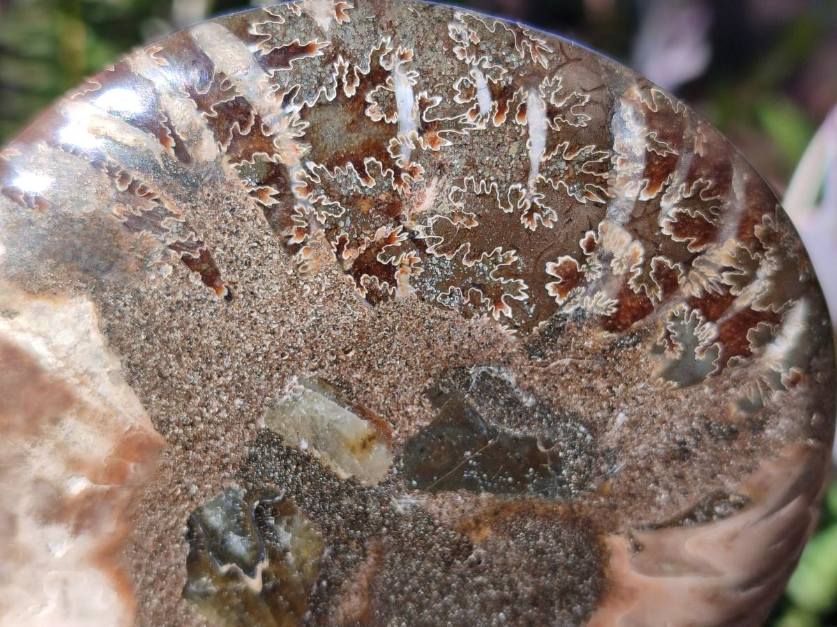Polished Cleoniceras Ammonite Fossil Pairs x 3 pairs From Tulear, Madagascar