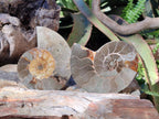 Polished Cleoniceras Ammonite Fossil Pairs x 3 pairs From Tulear, Madagascar