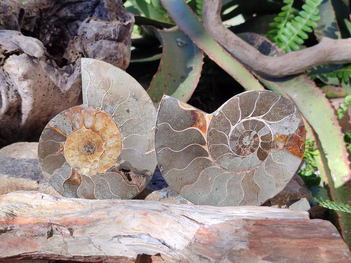 Polished Cleoniceras Ammonite Fossil Pairs x 3 pairs From Tulear, Madagascar
