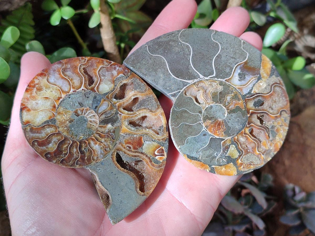 Polished Cleoniceras Ammonite Fossil Pairs x 6 pairs From Tulear, Madagascar - Toprock Gemstones and Minerals 