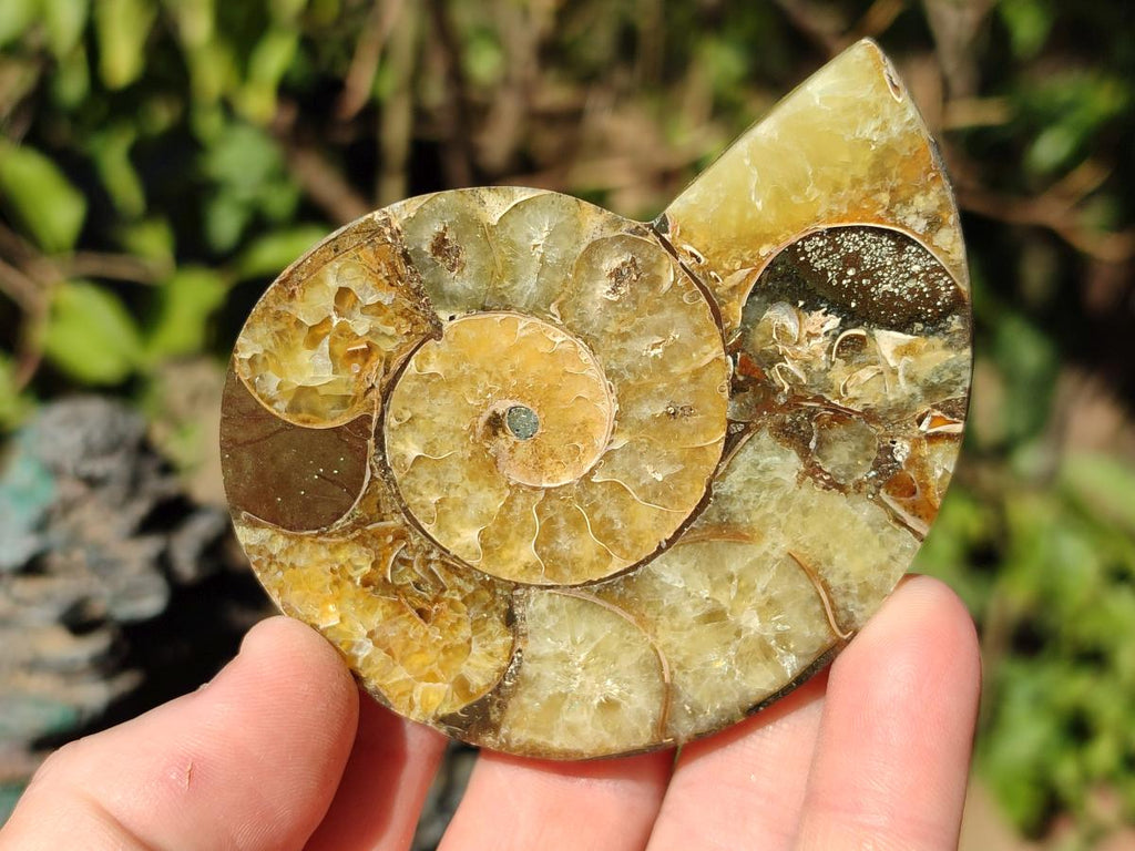 Polished Cleoniceras Ammonite Fossil Pairs x 6 pairs From Tulear, Madagascar - Toprock Gemstones and Minerals 