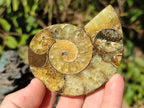 Polished Cleoniceras Ammonite Fossil Pairs x 6 pairs From Tulear, Madagascar - Toprock Gemstones and Minerals 
