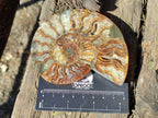 Polished Cleoniceras Ammonite Fossil Pairs x 6 pairs From Tulear, Madagascar - Toprock Gemstones and Minerals 