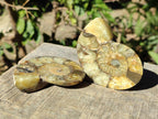 Polished Cleoniceras Ammonite Fossil Pairs x 6 pairs From Tulear, Madagascar - Toprock Gemstones and Minerals 