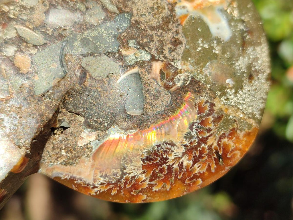 Polished Cleoniceras Ammonite Fossil Pairs x 6 pairs From Tulear, Madagascar - Toprock Gemstones and Minerals 