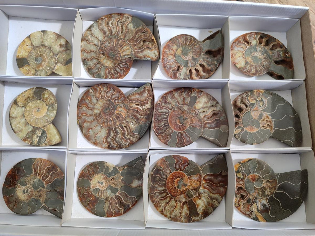 Polished Cleoniceras Ammonite Fossil Pairs x 6 pairs From Tulear, Madagascar - Toprock Gemstones and Minerals 