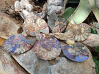 Polished Cleoniceras Ammonite Fossil Pairs x 6 pairs From Tulear, Madagascar - Toprock Gemstones and Minerals 