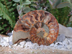 Polished Cleoniceras Ammonite Fossil Pairs x 6 pairs From Tulear, Madagascar - Toprock Gemstones and Minerals 