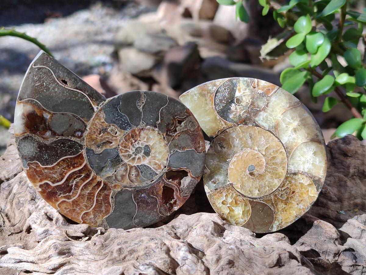 Polished Cleoniceras Ammonite Fossil Pairs x 6 pairs From Tulear, Madagascar - Toprock Gemstones and Minerals 