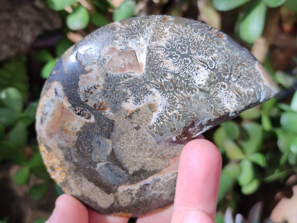 Polished Cleoniceras Ammonite Fossil Pairs x 6 pairs From Tulear, Madagascar - Toprock Gemstones and Minerals 