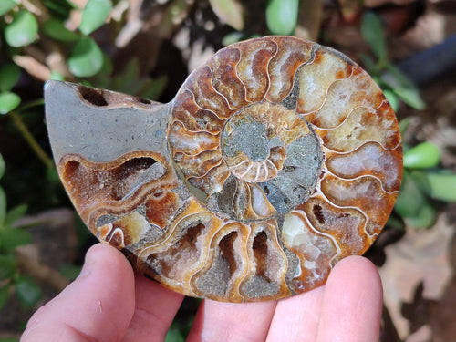 Polished Cleoniceras Ammonite Fossil Pairs x 6 pairs From Tulear, Madagascar - Toprock Gemstones and Minerals 