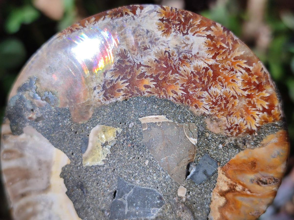 Polished Cleoniceras Ammonite Fossil Pairs x 6 pairs From Tulear, Madagascar - Toprock Gemstones and Minerals 