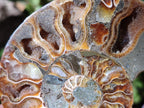 Polished Cleoniceras Ammonite Fossil Pairs x 6 pairs From Tulear, Madagascar - Toprock Gemstones and Minerals 