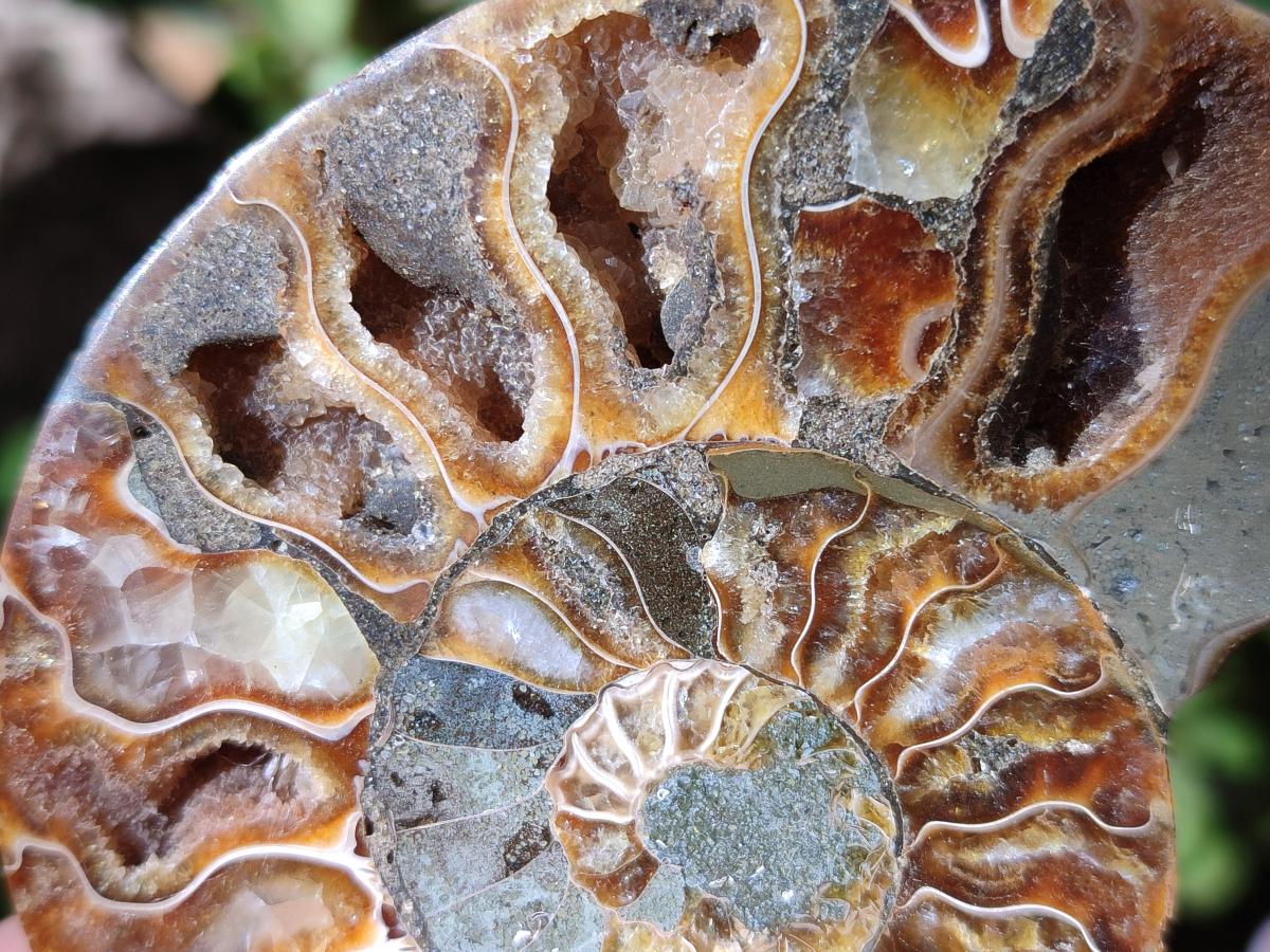 Polished Cleoniceras Ammonite Fossil Pairs x 6 pairs From Tulear, Madagascar - Toprock Gemstones and Minerals 