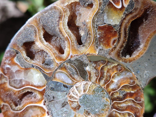 Polished Cleoniceras Ammonite Fossil Pairs x 6 pairs From Tulear, Madagascar - Toprock Gemstones and Minerals 