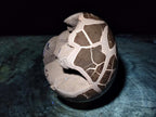 Polished Large Septerye Sauvage "Dragons Egg" Geode x 1 From Mahajanga, Madagascar - Toprock Gemstones and Minerals 