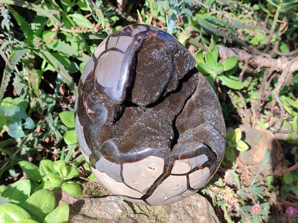Polished Large Septerye Sauvage "Dragons Egg" Geode x 1 From Mahajanga, Madagascar - Toprock Gemstones and Minerals 