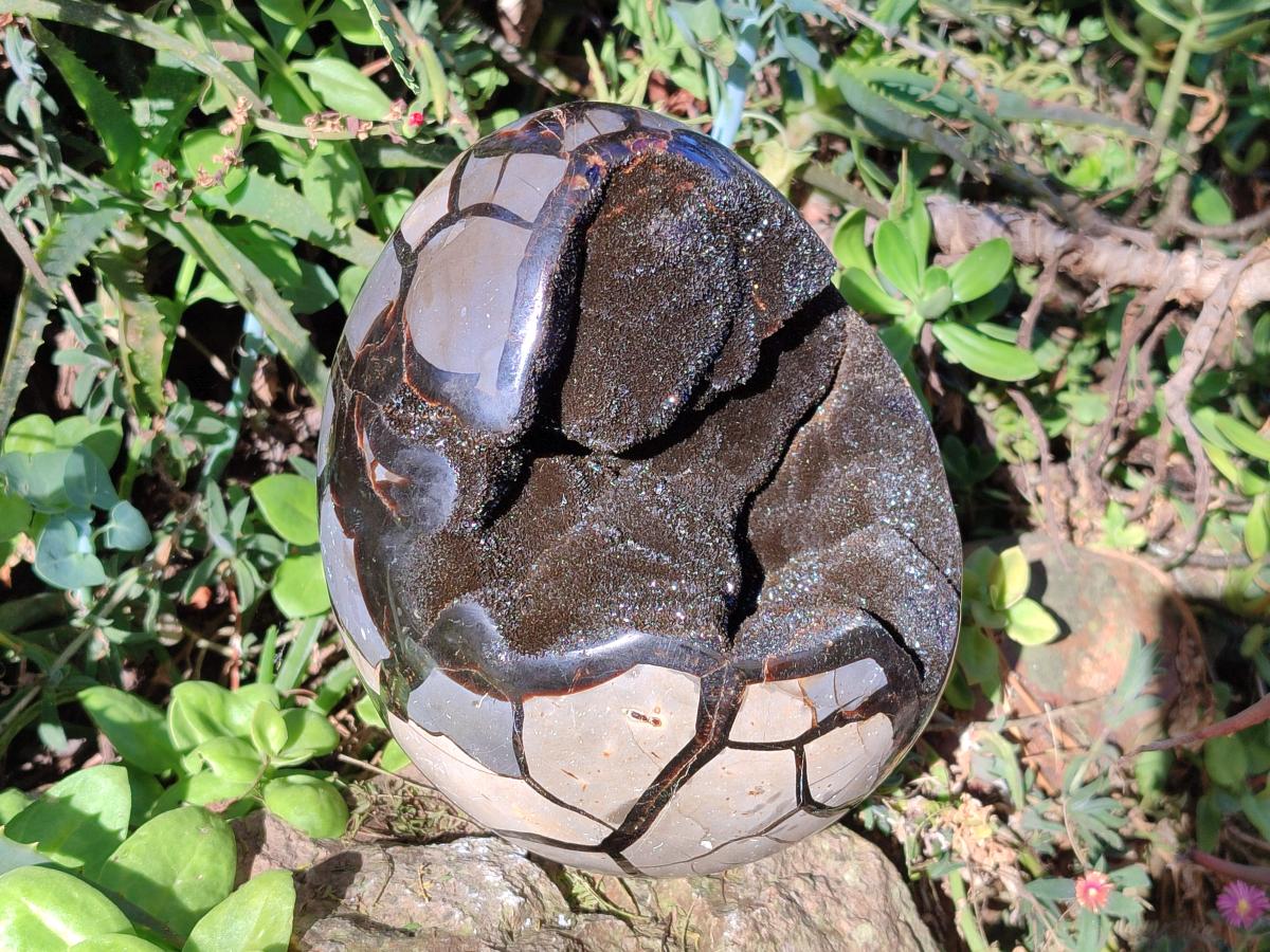 Polished Large Septerye Sauvage "Dragons Egg" Geode x 1 From Mahajanga, Madagascar - Toprock Gemstones and Minerals 