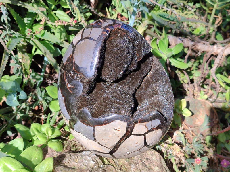 Polished Large Septerye Sauvage "Dragons Egg" Geode x 1 From Mahajanga, Madagascar - Toprock Gemstones and Minerals 