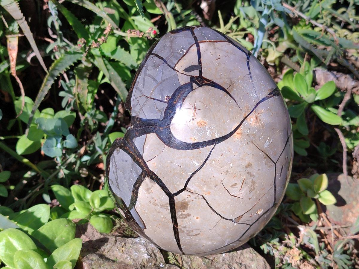 Polished Large Septerye Sauvage "Dragons Egg" Geode x 1 From Mahajanga, Madagascar - Toprock Gemstones and Minerals 