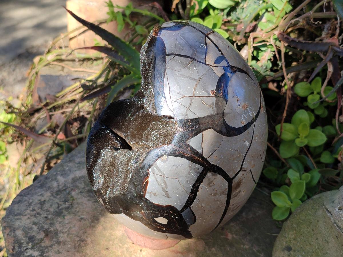 Polished Large Septerye Sauvage "Dragons Egg" Geode x 1 From Mahajanga, Madagascar - Toprock Gemstones and Minerals 