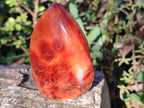 Polished Carnelian Agate Gemstone Standing Display Pieces x 6 From Madagascar - Toprock Gemstones and Minerals 